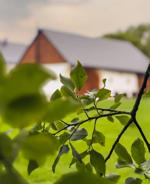 Zelené listy v popředí s rozostřenou svatební stodolou v pozadí