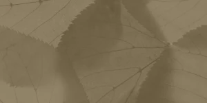 Rozostřený detail listů na větvi, tónovaný do teplé žluté barvy